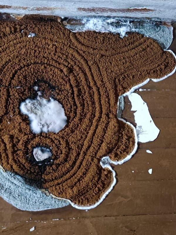 hometraitements merule carpophore