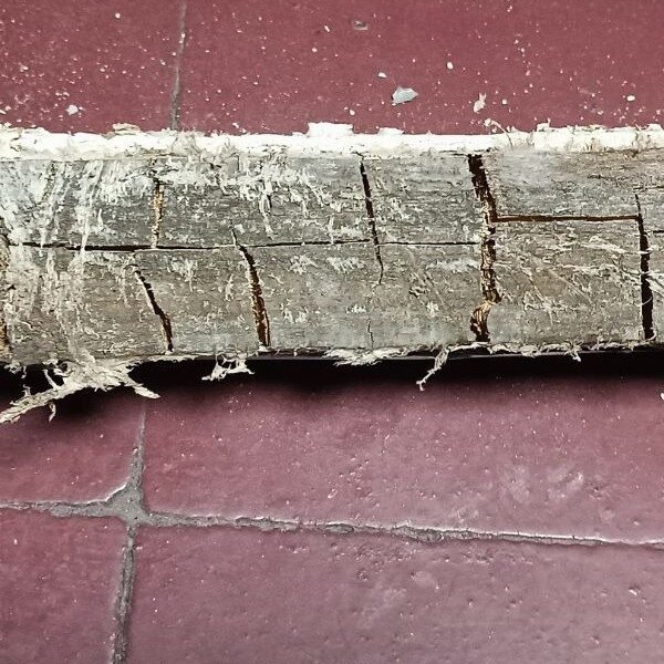 hometraitements merule pourriturecubique