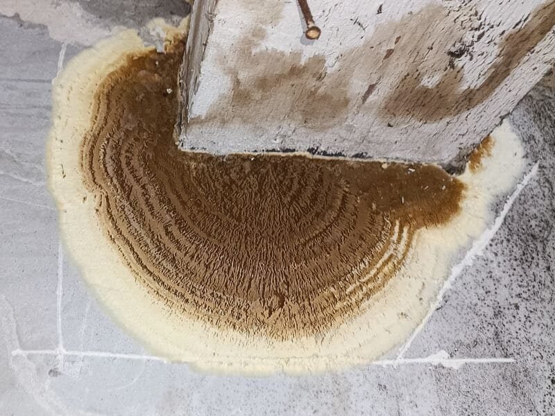 hometraitements merule sporophore