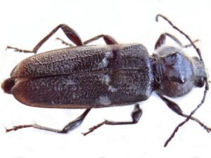 Hylotrupes bajulus capricorne des maisons