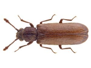 Lyctus Brunneus Lyctus brun