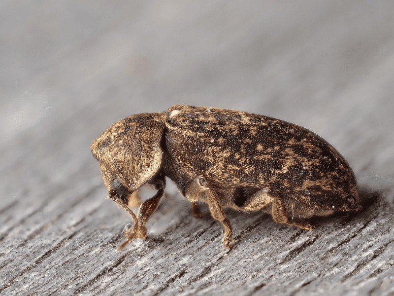 Xestobium rufovillosum Grosse vrillette