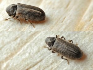 anobium punctatum Petite vrillette