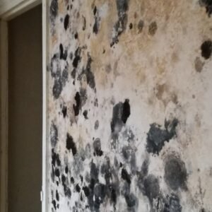 assainissement des supports désinfection antifongique