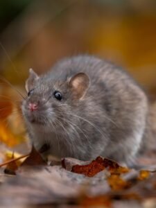dératisation rat brun