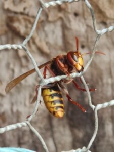 frelon européen, frelon asiatique, guêpes