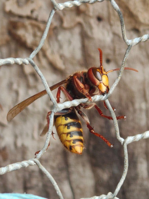 frelon européen, frelon asiatique, guêpes