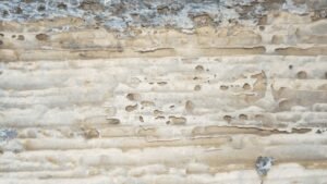 vrillettes capricornes lyctus