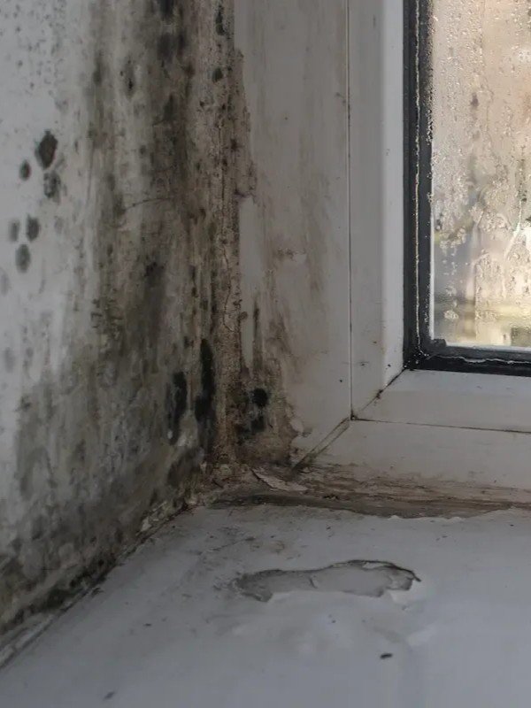 moisissure murs