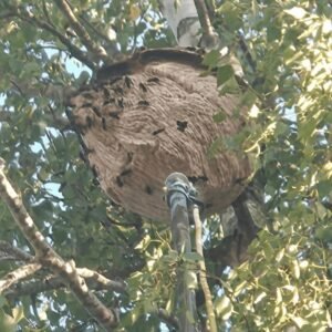 nid frelon asiatique, guêpes, frelon européen