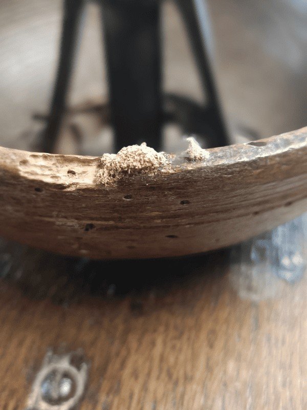 petite vrillette sur moulin a cafe