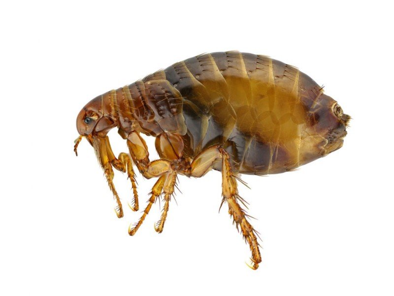 Désinsectisation 2 puce du chat, puce du chien, puce de parquet