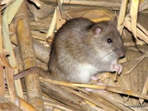 Rattus norvegicus rat brun
