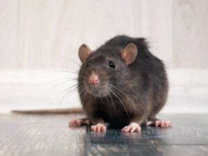 Rattus rattus rat noir