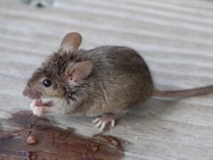 souris domestique mus musculus