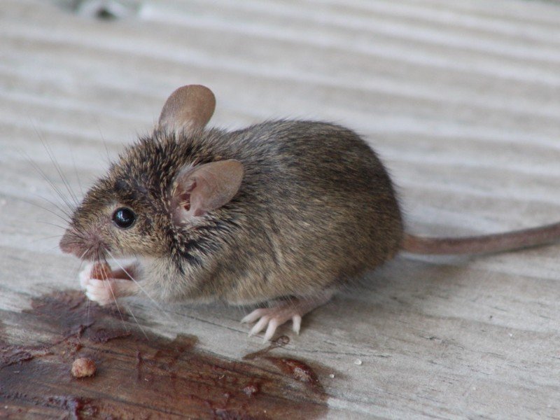 Accueil 9 souris domestique mus musculus