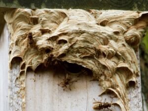 nid de frelons européens