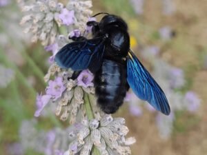 abeille charpentière ou xylocope