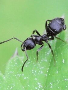 fourmi noire
