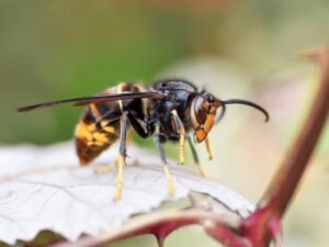 frelon asiatique vespa velutina