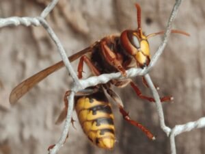 frelon européen vespa crabro