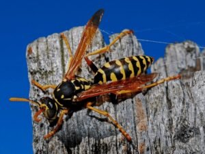 Guêpe poliste