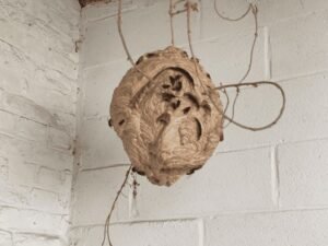 nid de frelons asiatiques