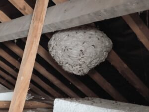 nid de guêpes communes