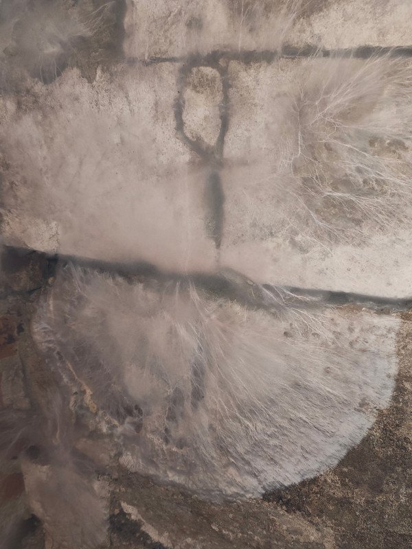 mycelium de mérule