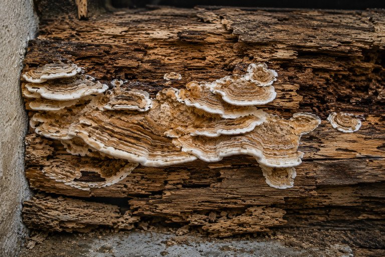 traitement champignon lenzite