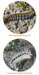 chenille processionnaire du chêne