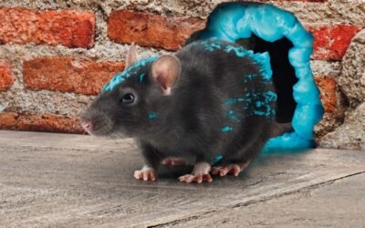 Accueil 30 Dératisation : comment éliminer durablement les rats et souris de votre habitation ?