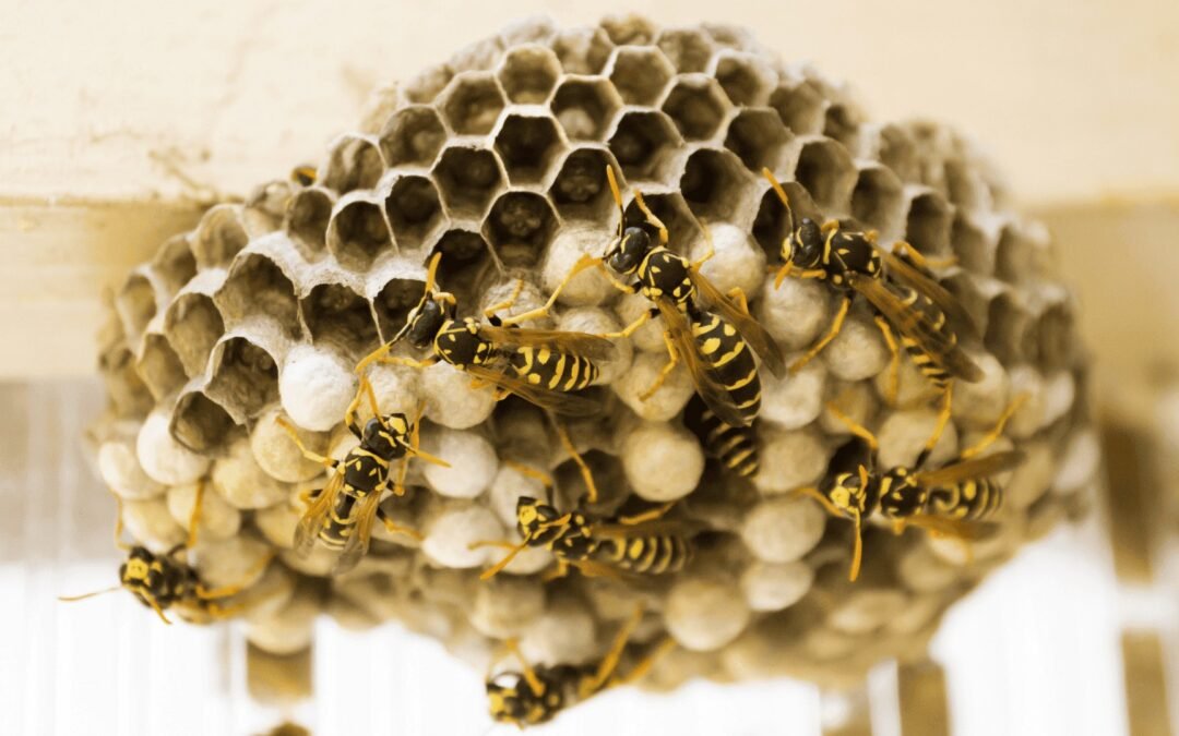 nid de guêpes polistes