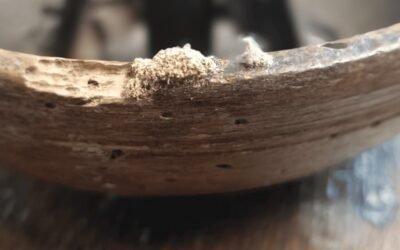 Accueil 31 Capricorne, vrillette, lyctus : quels insectes menacent votre charpente ?