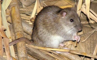 Comment savoir si vous avez des rats dans votre maison ? Les signes qui doivent vous alerter