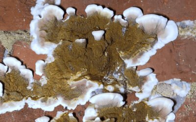 Mérule : comment reconnaître ce champignon destructeur avant qu’il ne soit trop tard ?