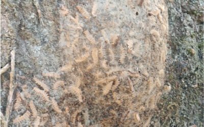 Chenille processionnaire du chêne : quels dangers pour l&rsquo;homme, les animaux et les arbres ?