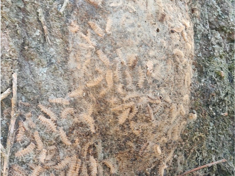 cocon chenille processionnaire du chêne