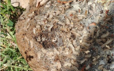 Accueil 30 Comment reconnaître un nid de chenilles processionnaires du chêne ?
