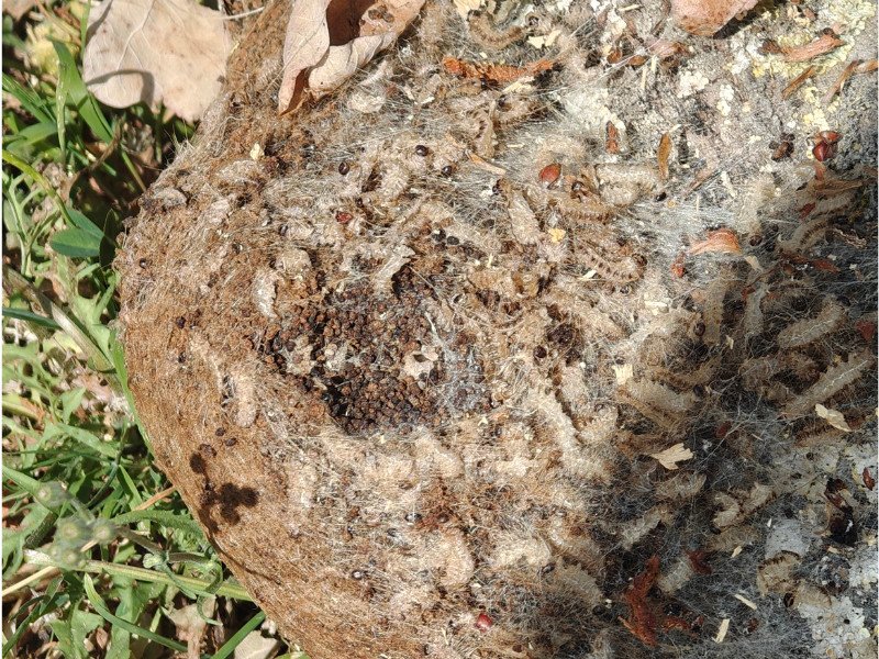 nid processionnaire du chêne